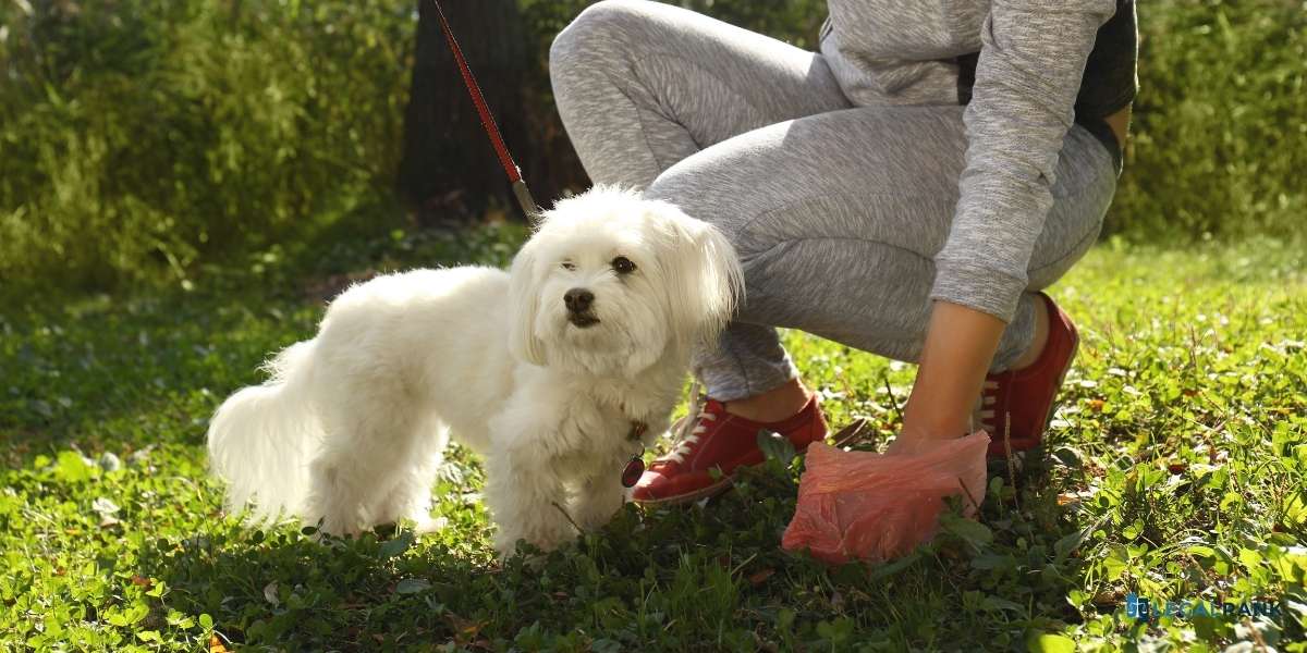 recogida de excrementos
