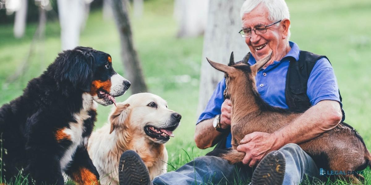 cuidado de animal