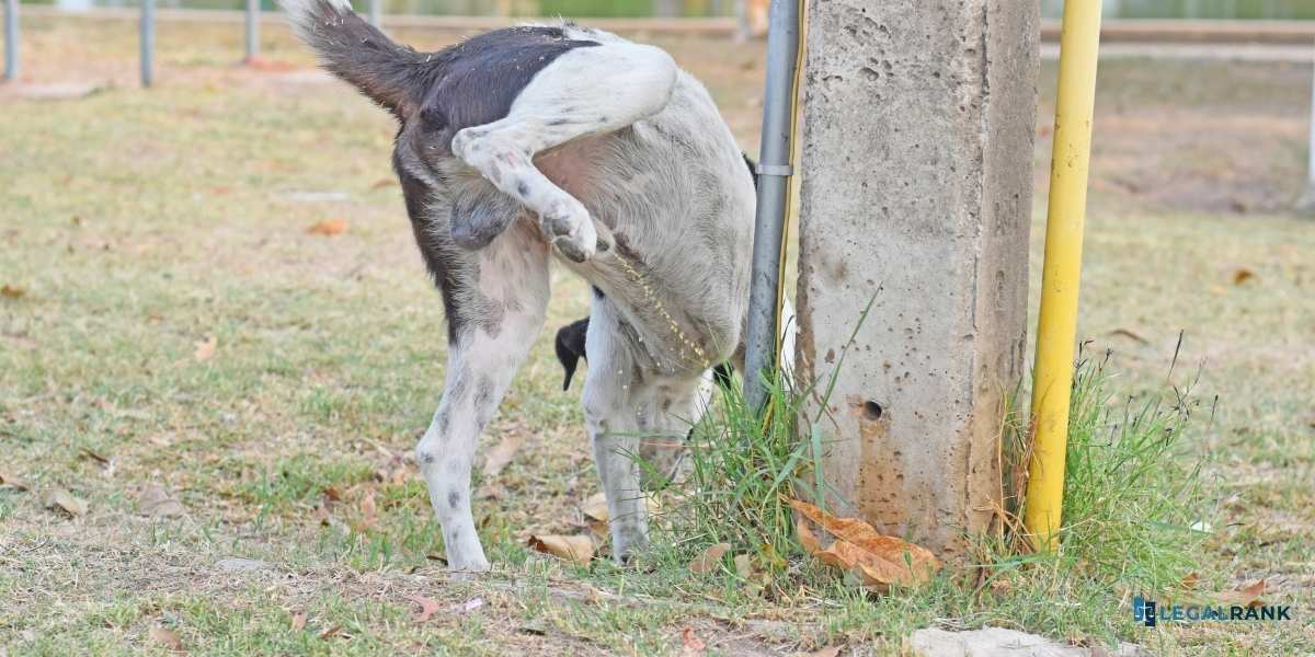 perro que se mea fachada