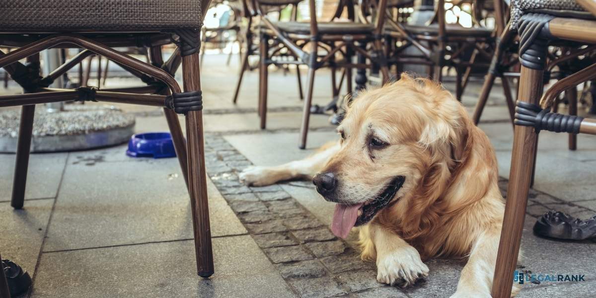 perro debajo de la mesa